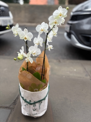 Phalaenopsis orchid in gift bag