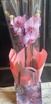 Phalaenopsis orchid in gift bag