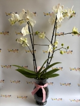 Orchid plant in glass vase