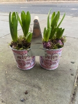 Planted hyacinth tin