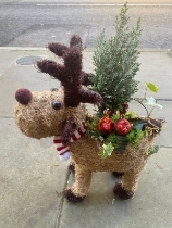 Planted reindeer