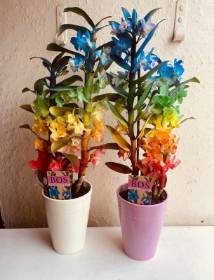 Rainbow dendrobium orchids